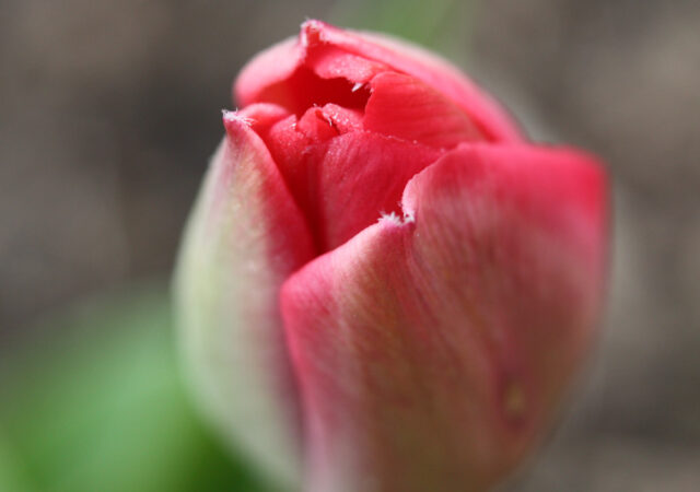 IMG_8420-2